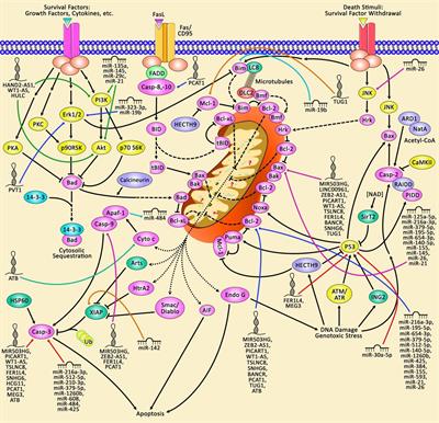 The Impact of lncRNAs and miRNAs on Apoptosis in Lung Cancer